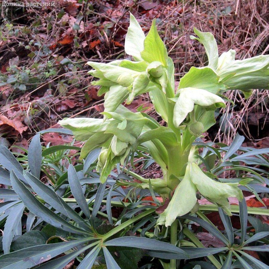 Морозник вонючий - Dolina-Sad.Ru