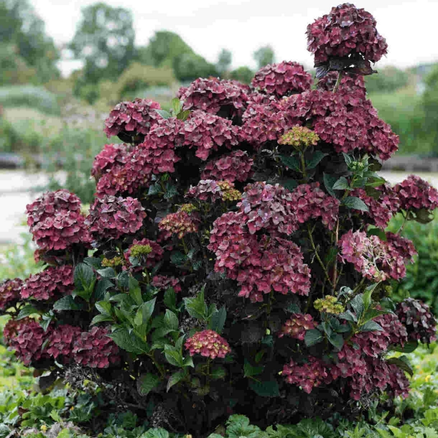 Гортензия крупнолистная Шоколад Гортензия крупнолистная Шоколад - Dolina-Sad.Ru