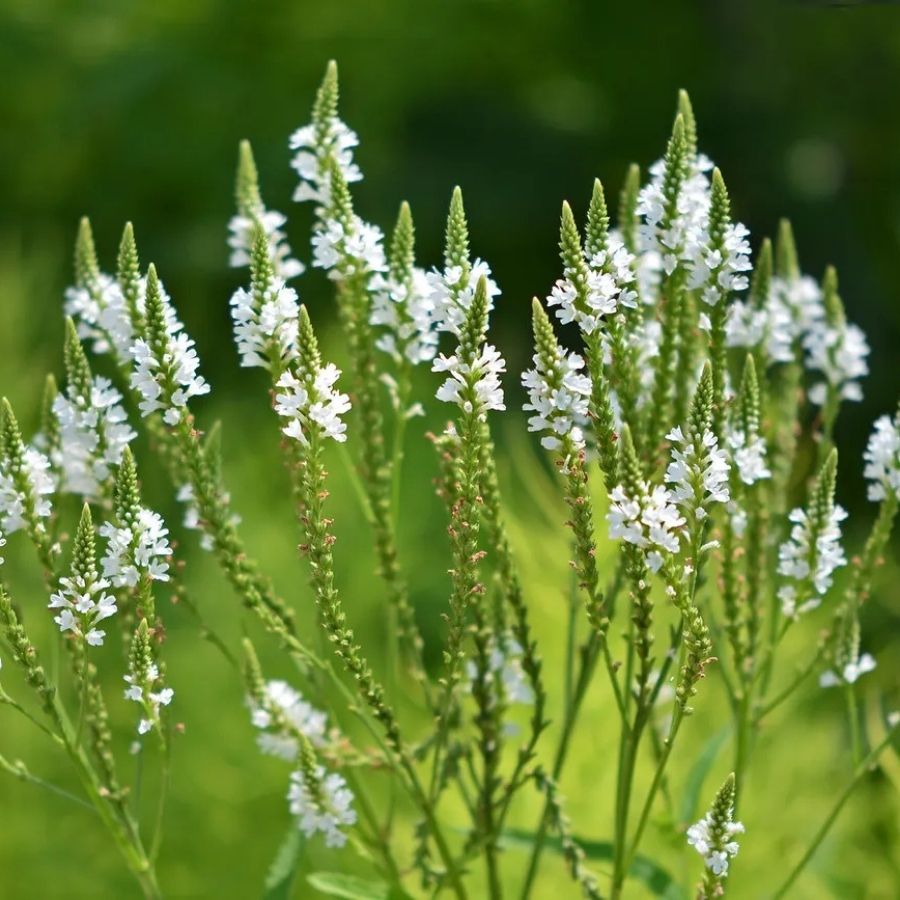 Вербена копьевидная Вайт Спайрс - Dolina-Sad.Ru