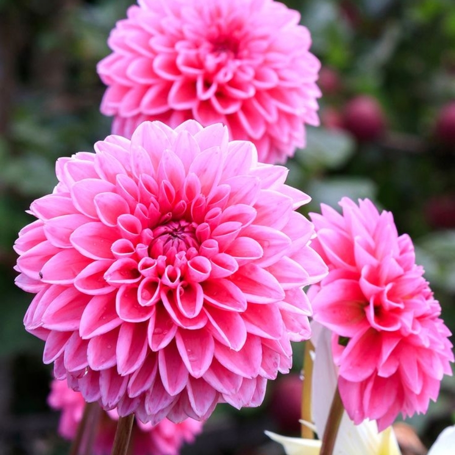 Георгина Сандра - Dolina-Sad.Ru