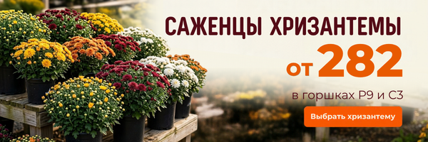 хризантема акция