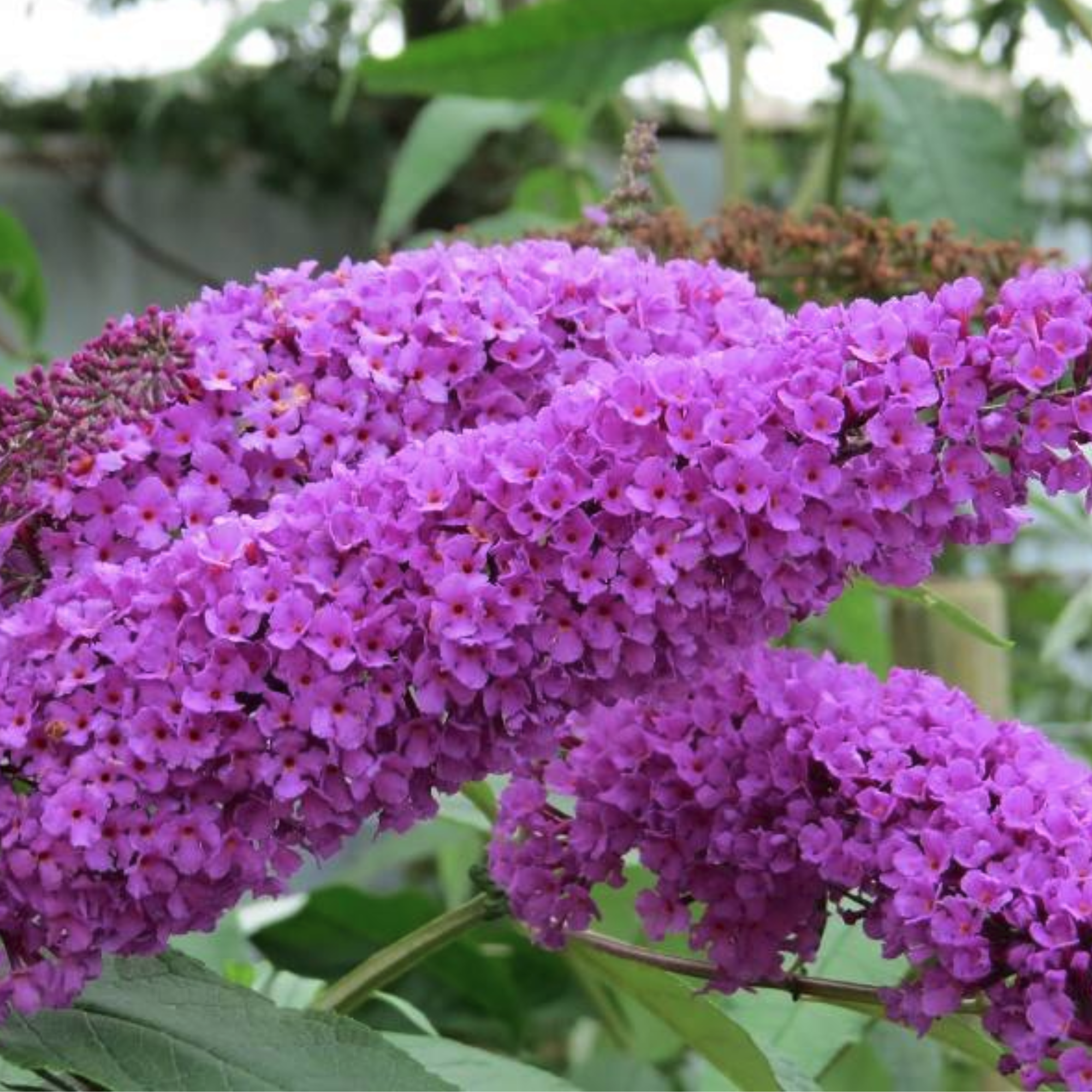 Буддлея Давида Бордер Бьюти Буддлея Давида Бордер Бьюти - Dolina-Sad.Ru