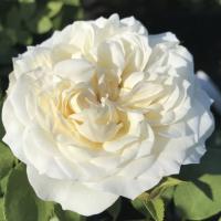 Роза Фриденслихт - Dolina-Sad.Ru