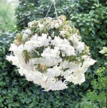 Бегония Вайт Бегония Вайт фото