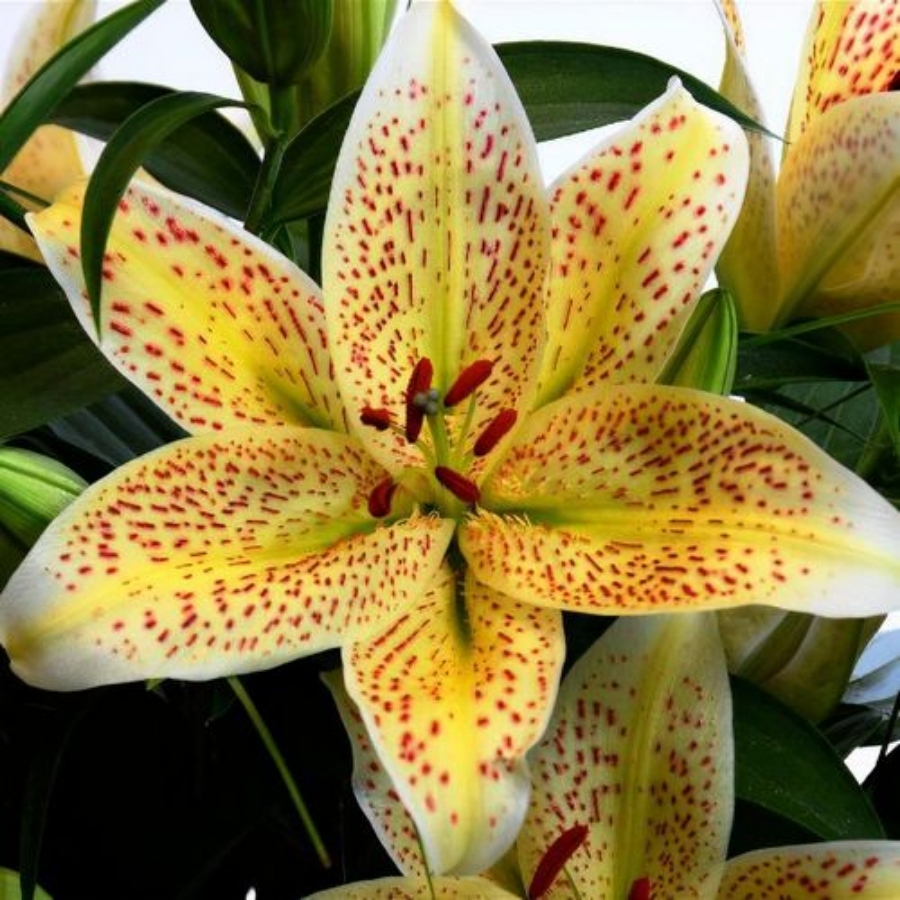 Лилия Тигермун Лилия Тигермун - Dolina-Sad.Ru