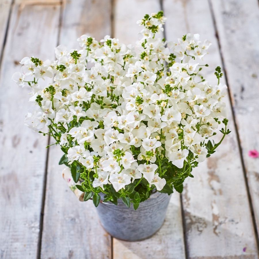 Диасция Дивара Вайт - Dolina-Sad.Ru