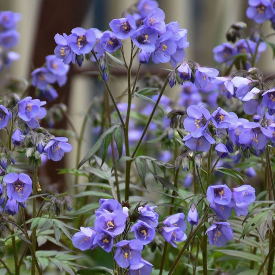 Синюха Хевен Скинт - Dolina-Sad.Ru