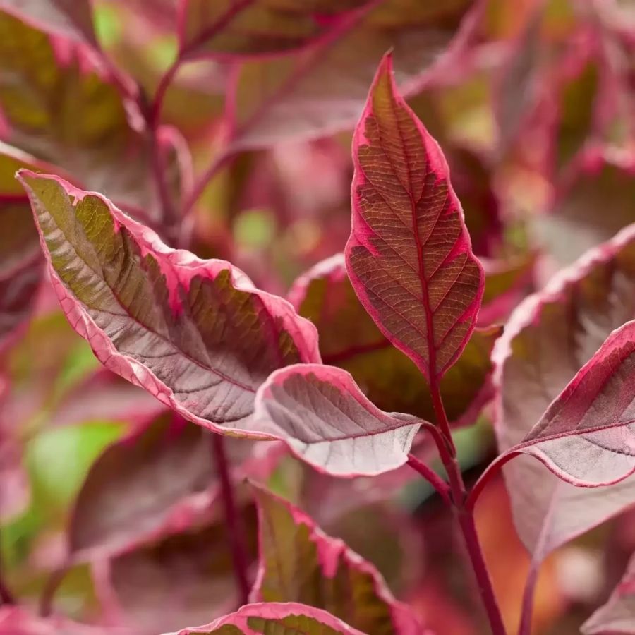 Дерен белый Миракл, С3 - Dolina-Sad.Ru