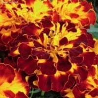 Бархатцы откл. Болеро (Тагетес) фото