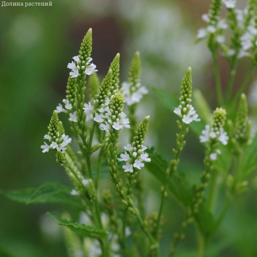 Вербена копьевидная Вайт Спайрс - Dolina-Sad.Ru