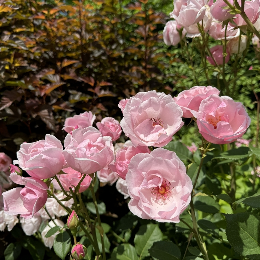 Роза Пинк пилар - Dolina-Sad.Ru