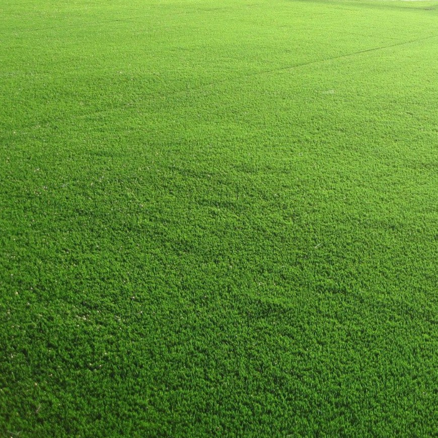 Газонная трава Спортивная площадка спортивный газон, 500 гр - Dolina-Sad.Ru