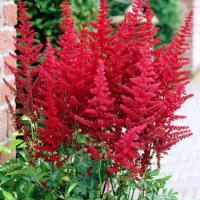 Астильба Арендса Бургунди Рэд - Dolina-Sad.Ru