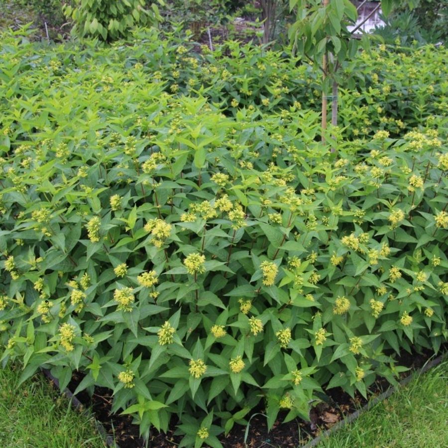 Диервилла сидячелистная Баттерфляй, С3 Диервилла сидячелистная Баттерфляй, С3 - Dolina-Sad.Ru