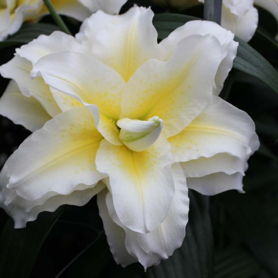 Лилия Роузлили Людвина Лилия Роузлили Людвина - Dolina-Sad.Ru