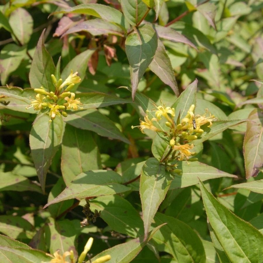 Диервилла сидячелистная Баттерфляй, С3 Диервилла сидячелистная Баттерфляй, С3 - Dolina-Sad.Ru