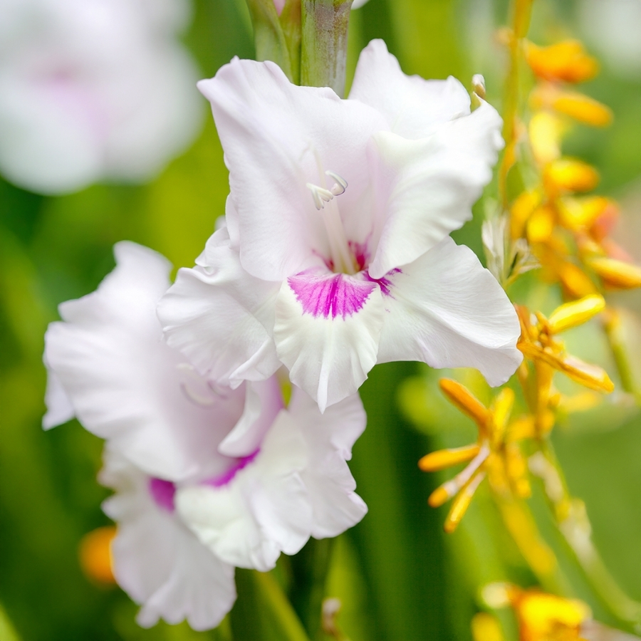 Гладиолус Норма Джин Гладиолус Норма Джин - Dolina-Sad.Ru