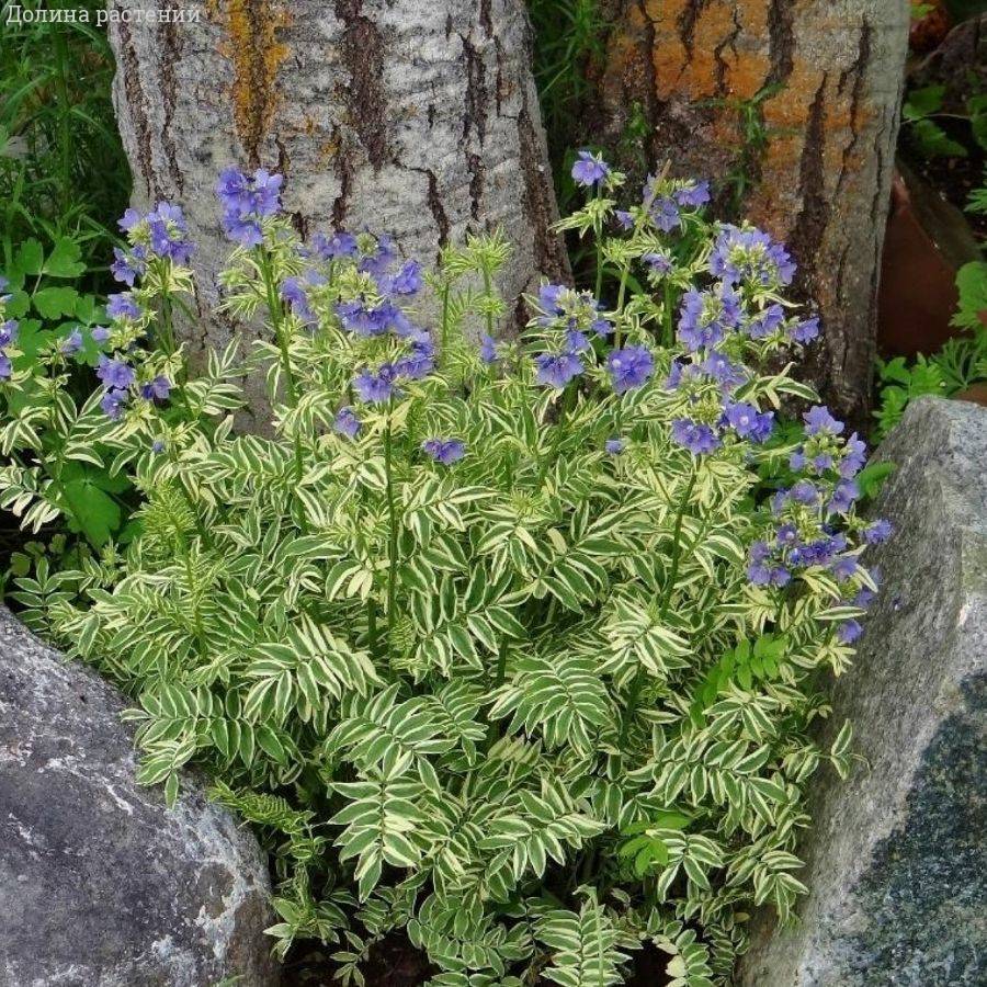 Синюха голубая Бриз Данжоу Синюха голубая Бриз Данжоу - Dolina-Sad.Ru