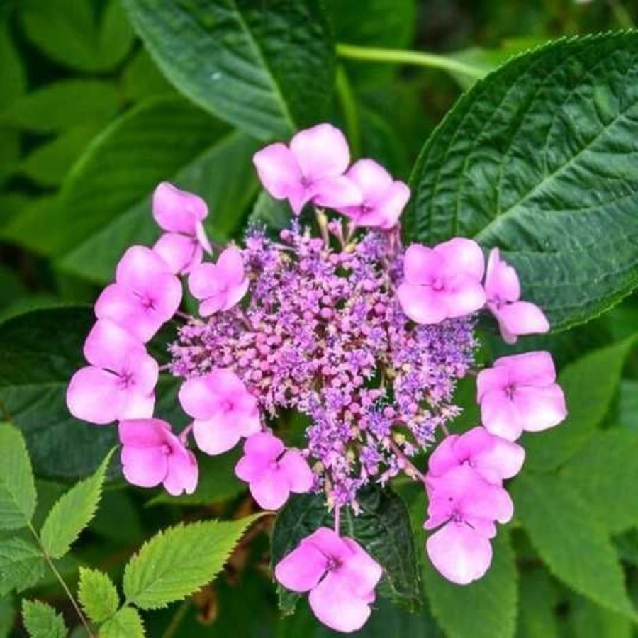 Гортензия пильчатая Барка, С3 Гортензия пильчатая Барка, С3 - Dolina-Sad.Ru