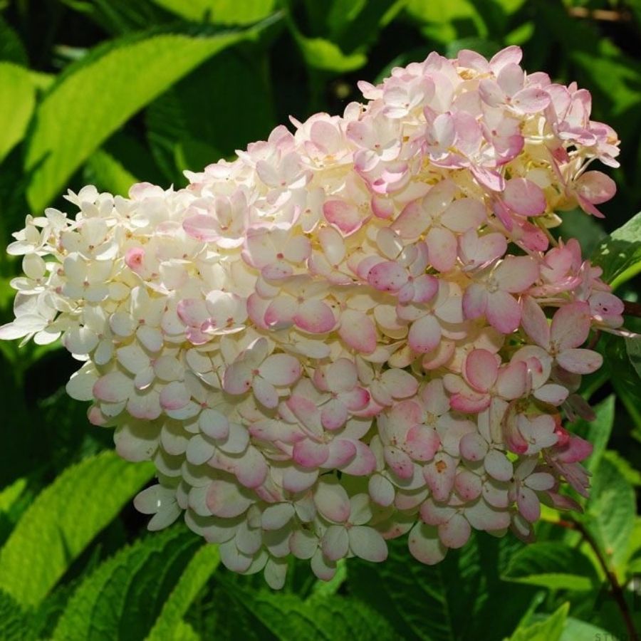 Гортензия метельчатая Грандифлора, С3 - Dolina-Sad.Ru