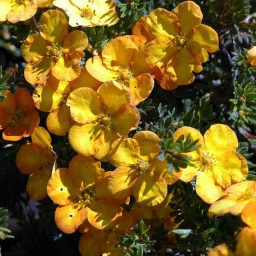 Лапчатка Аннет, С3 Лапчатка Аннет, С3 - Dolina-Sad.Ru