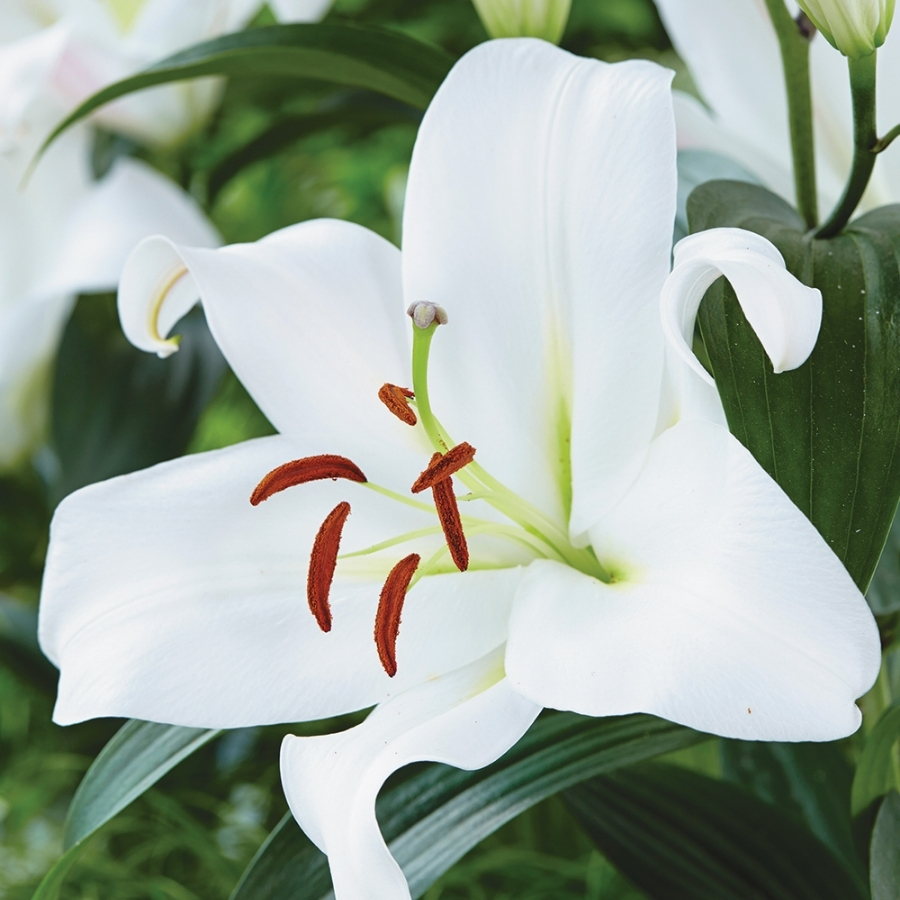 Лилия Замбези Лилия Замбези - Dolina-Sad.Ru