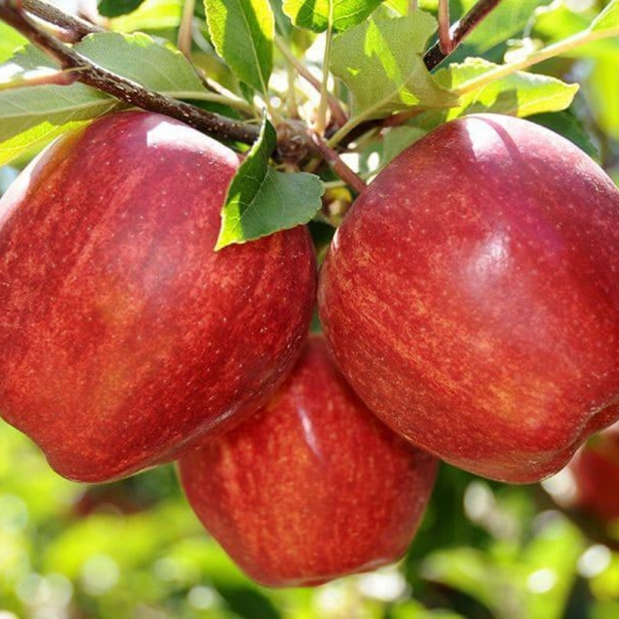 Яблоня Гала Яблоня Гала - Dolina-Sad.Ru