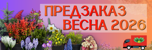предзаказ весна 