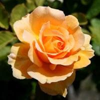 Роза Свит Хоней  фото