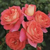 Роза Зоммерзонне - Dolina-Sad.Ru