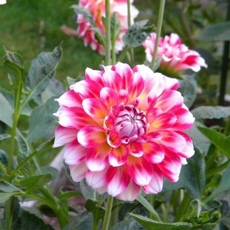 Георгина Хавайи - Dolina-Sad.Ru