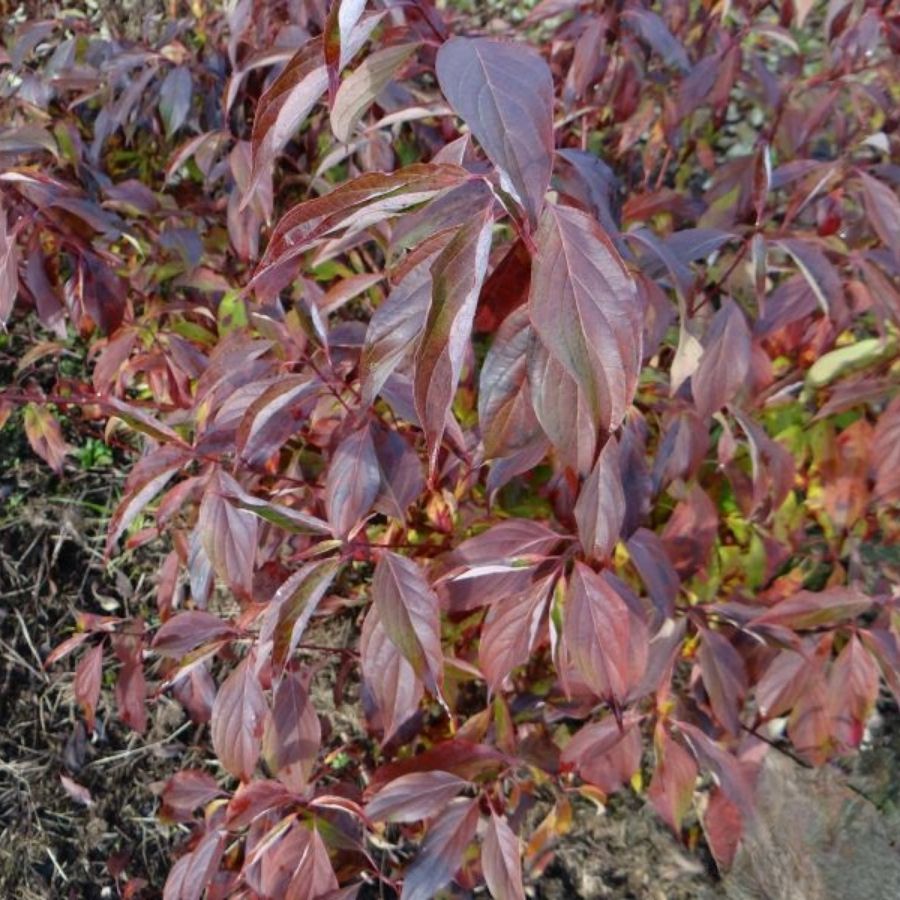 Дерен душистый Блю Клауд, С3 - Dolina-Sad.Ru