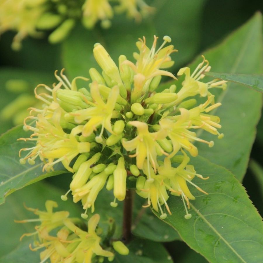 Диервилла сидячелистная Баттерфляй, С3 Диервилла сидячелистная Баттерфляй, С3 - Dolina-Sad.Ru