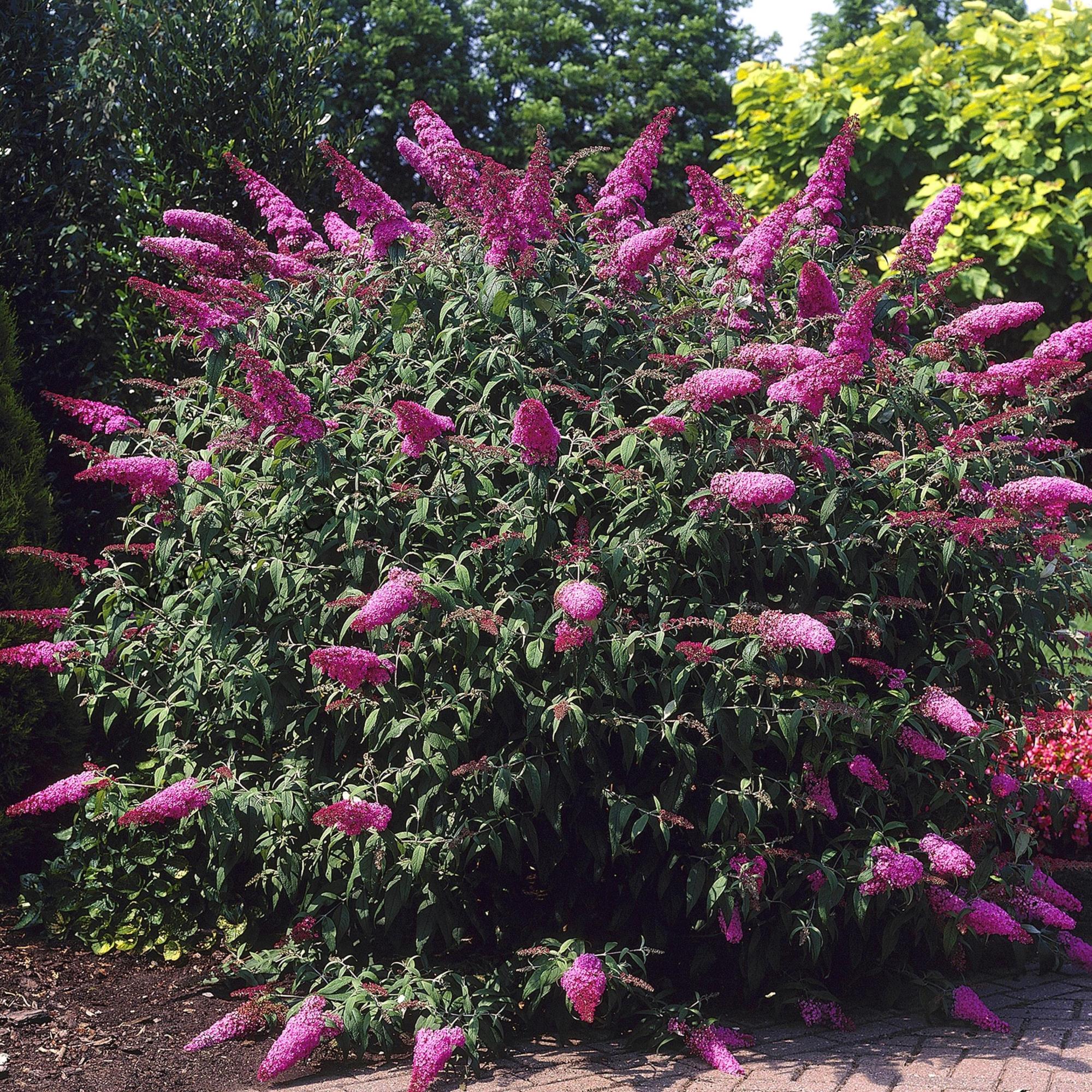 Буддлея Давида Бордер Бьюти Буддлея Давида Бордер Бьюти - Dolina-Sad.Ru