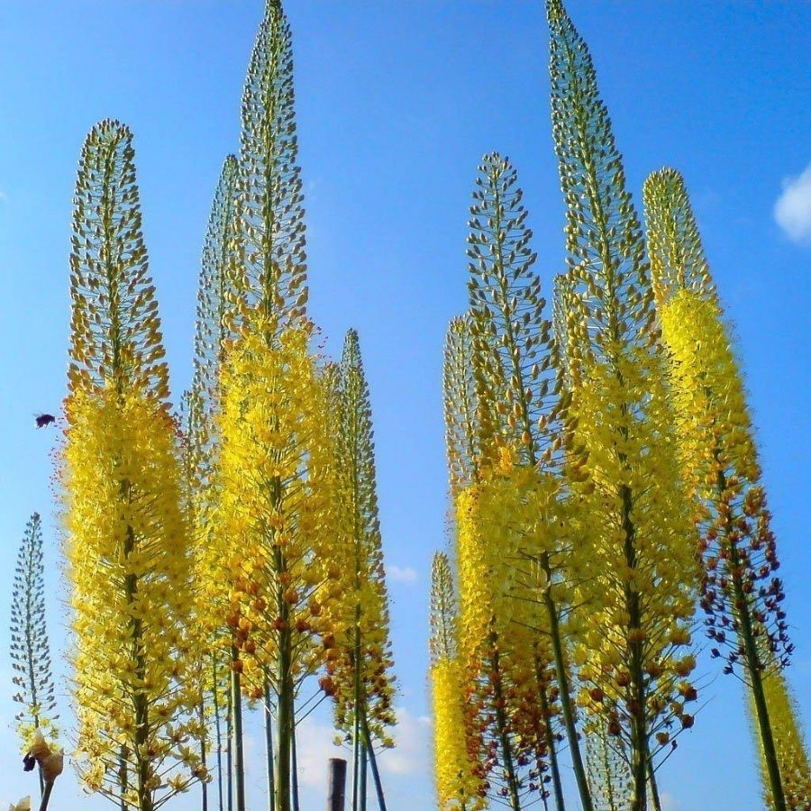 Эремурус Желтый - Dolina-Sad.Ru