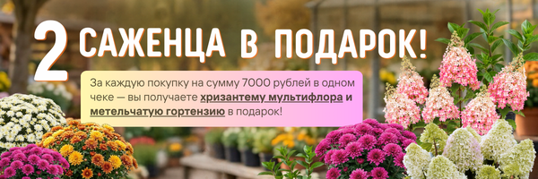 подарок подарок
