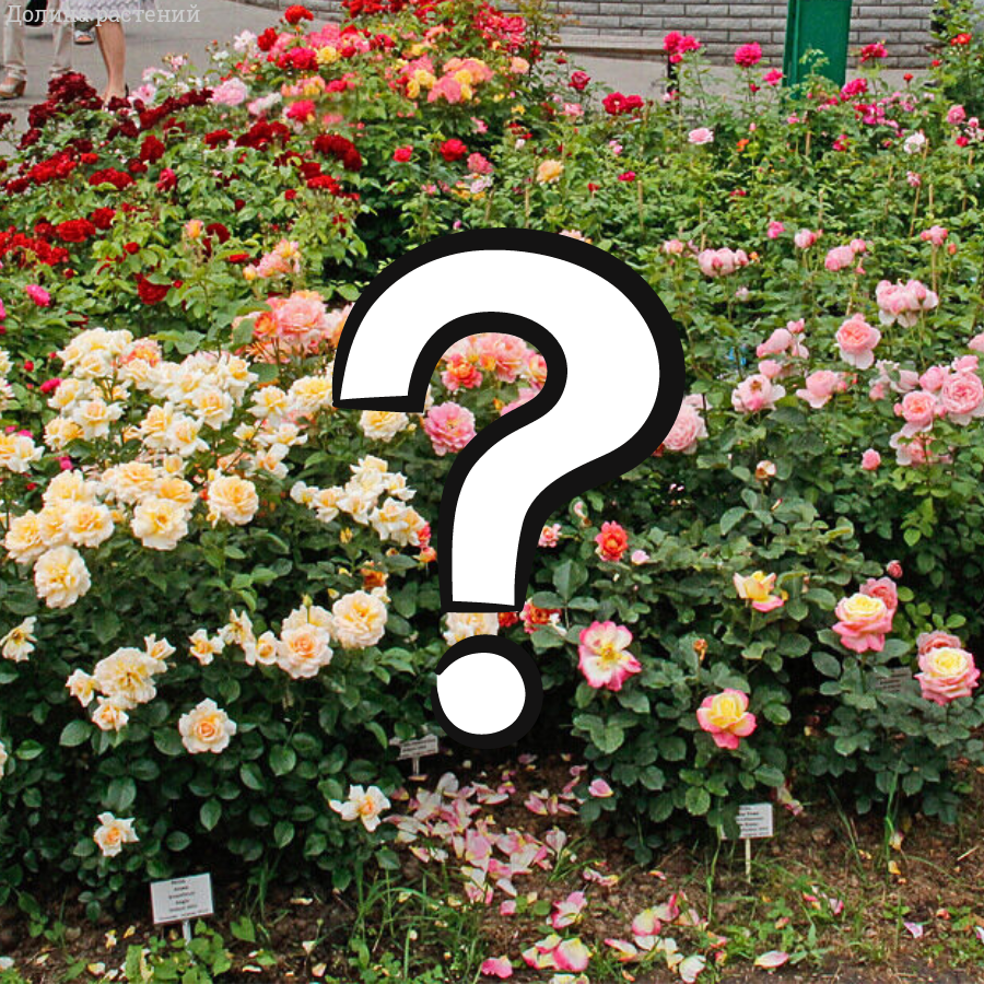 Роза Загадка Роза Загадка - Dolina-Sad.Ru