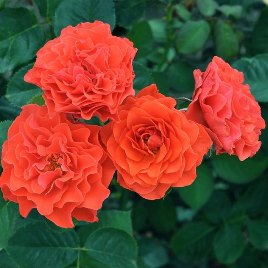 Роза штамбовая Билград Леди - Dolina-Sad.Ru