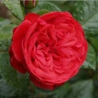 Роза Пиано фото