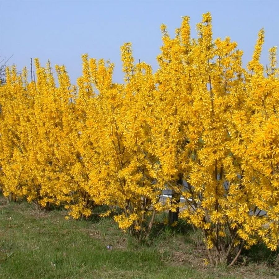 Форзиция промежуточная Гольдцаубер, С3 Форзиция промежуточная Гольдцаубер, С3 - Dolina-Sad.Ru