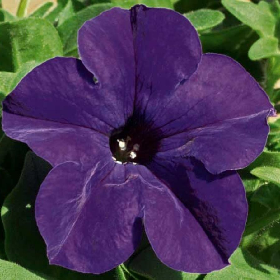 Петуния Альпетуния Блю - Dolina-Sad.Ru