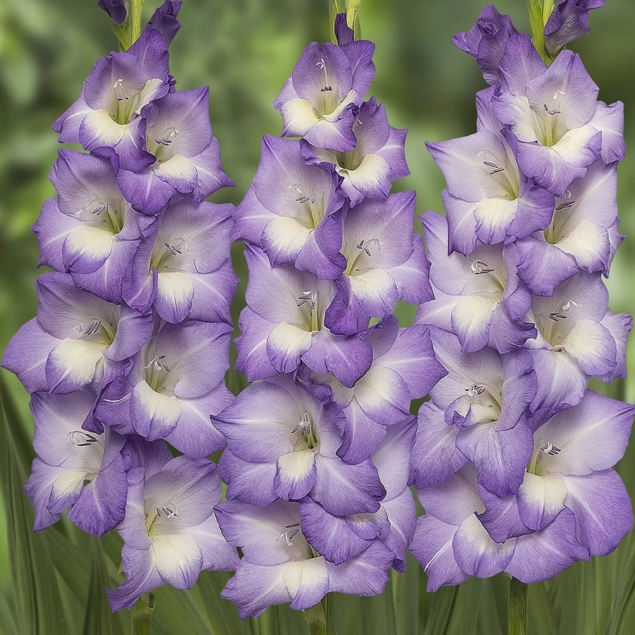 Гладиолус Нори - Dolina-Sad.Ru