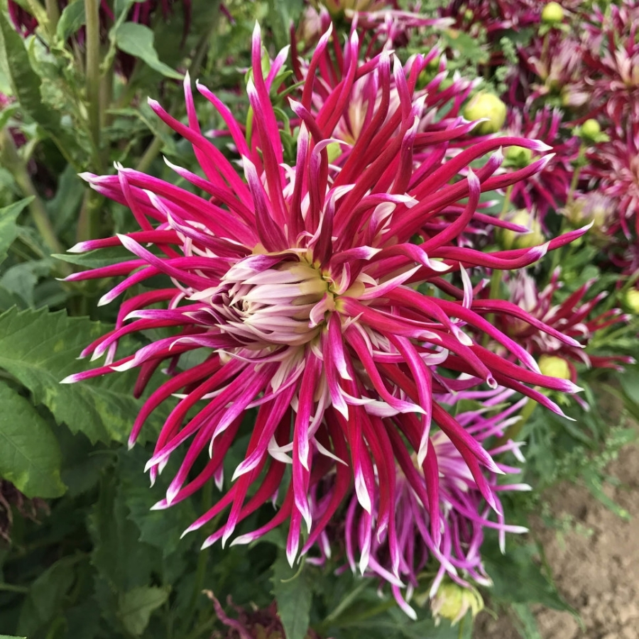 Георгина Холихилл Спайдер Вуман - Dolina-Sad.Ru