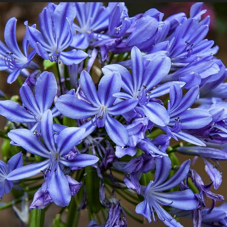 Агапантус Блю Гигант - Dolina-Sad.Ru