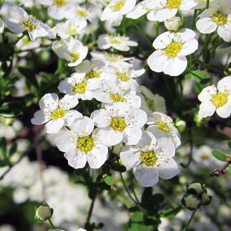 Спирея стелющаяся, С3 Спирея стелющаяся, С3 - Dolina-Sad.Ru