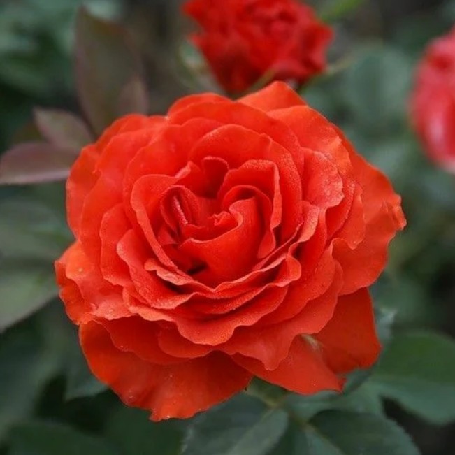 Роза Эль Торо в горшке - Dolina-Sad.Ru