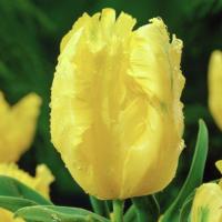 Тюльпан Игл Вингс фото