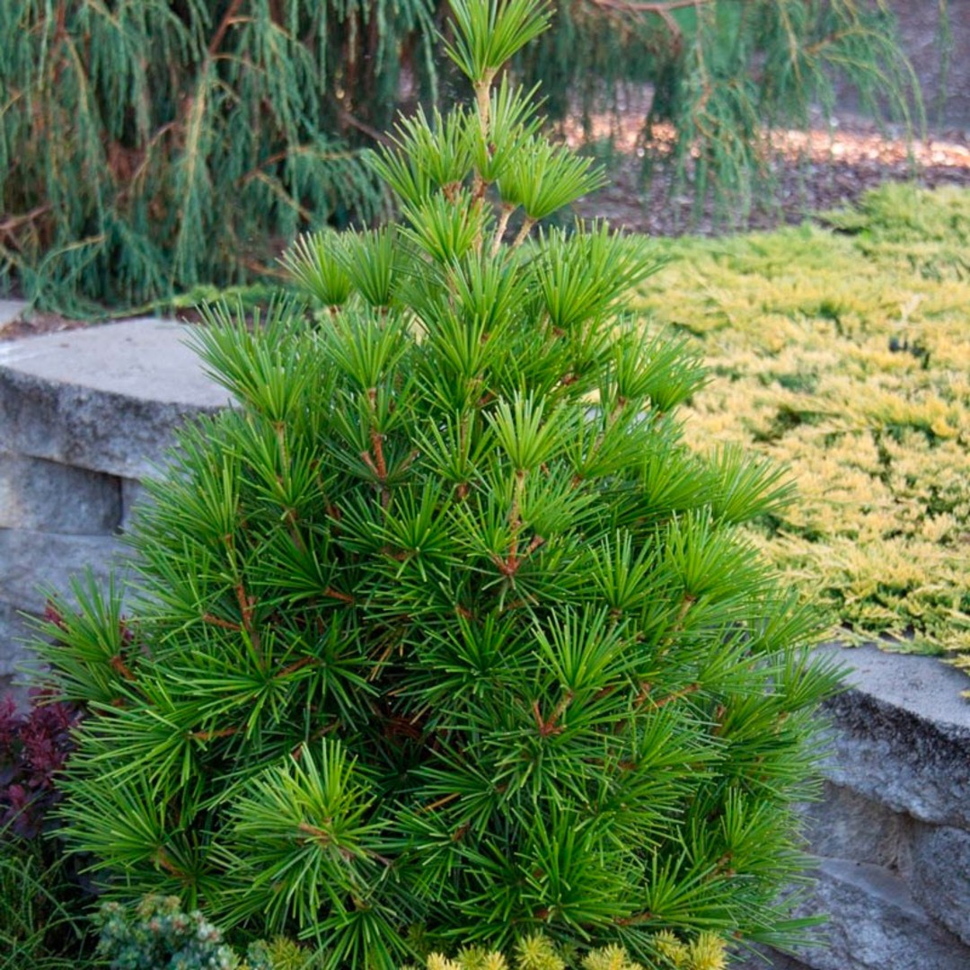 Сциадопитис мутовчатый Сциадопитис мутовчатый - Dolina-Sad.Ru