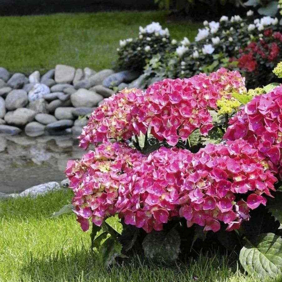 Гортензия крупнолистная Флейм Хот Пинк, С2 - Dolina-Sad.Ru