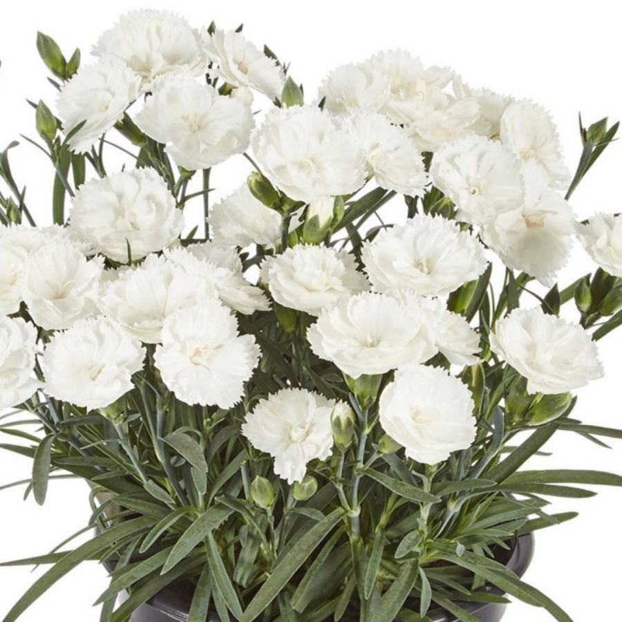 Гвоздика Свит Плеже Вайт - Dolina-Sad.Ru